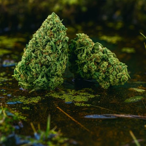 FLEUR CBD HIGH TIDE