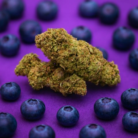 FLEUR CBD BLUE BERRY